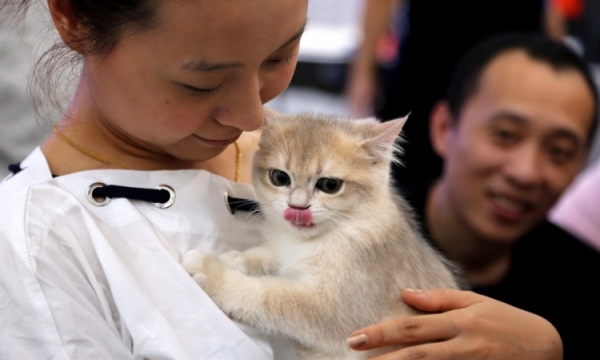 Trung Quốc: Nhu cầu gia tăng đối với các sản phẩm chăm sóc mèo